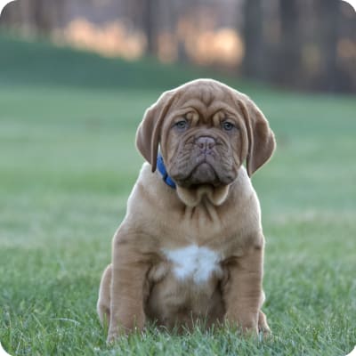 Photo of Dogue De Bordeaux