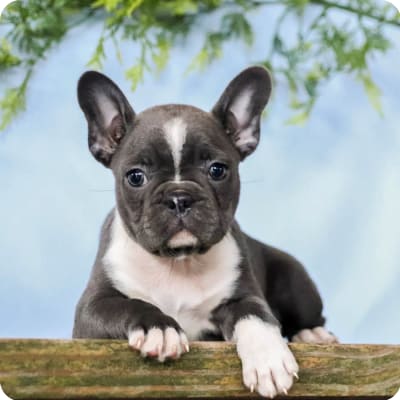 Photo of Frenchton