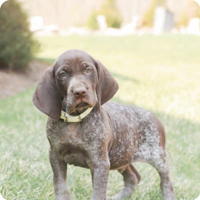 Photo of German Shorthaired Pointer