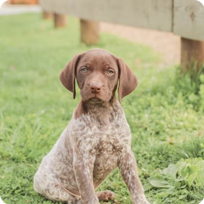 Photo of German Shorthaired Pointer