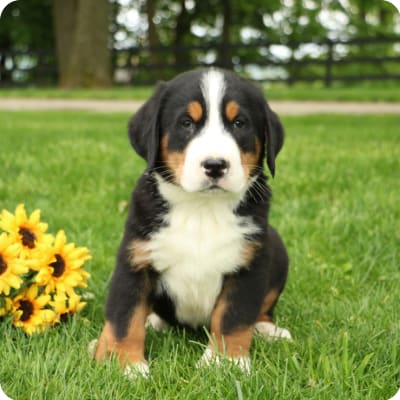 Photo of Greater Swiss Mountain Dog