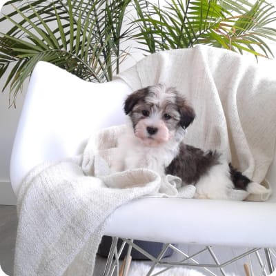 Photo of Havanese