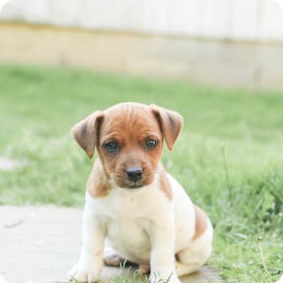 Photo of Jack Russell Terrier