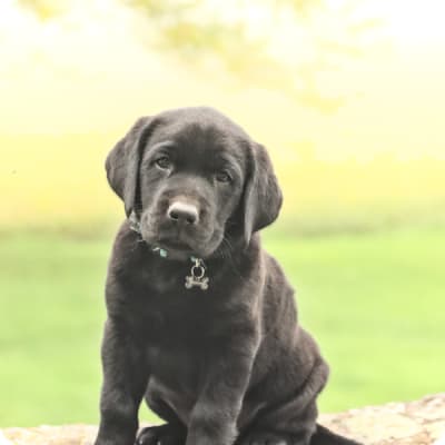 Photo of Labrador Retriever