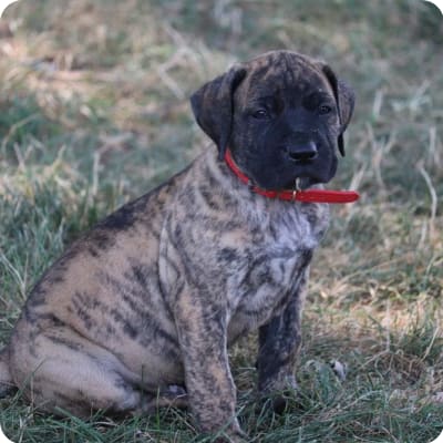 Photo of Perro De Presa Canario