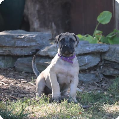 Photo of Perro De Presa Canario