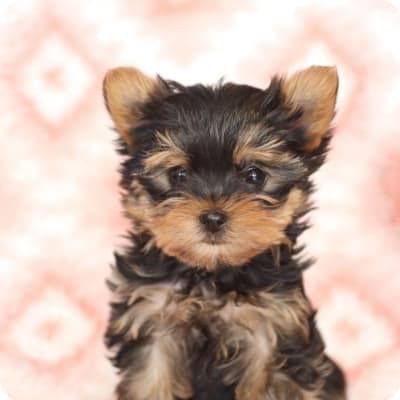 Photo of Yorkshire Terrier