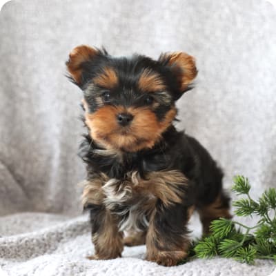 Photo of Yorkshire Terrier