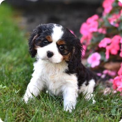 Photo of Cavalier King Charles Spaniel