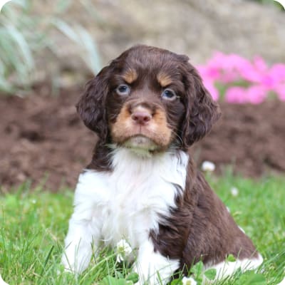 Photo of English Springer Spaniel