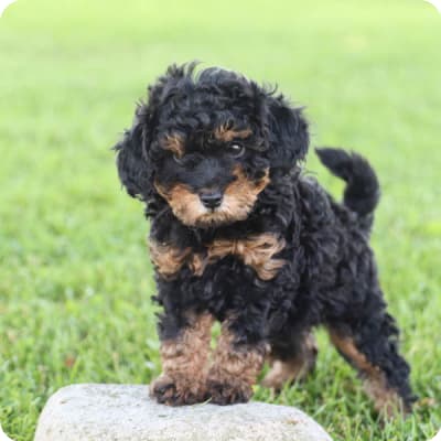 Photo of Goldendoodle