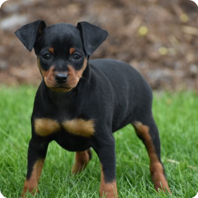 Photo of Miniature Pinscher