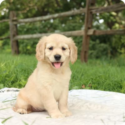 Photo of Miniature Golden Retriever