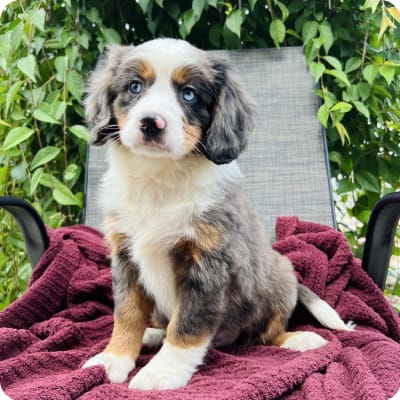 Photo of Miniature Bernese Mountain Dog