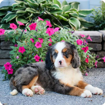 Photo of Miniature Bernese Mountain Dog