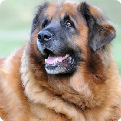 Photo of Leonberger