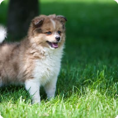 Photo of Pomchi