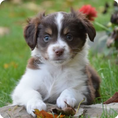 Photo of Miniature Australian Shepherd