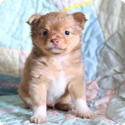 Photo of Pomchi