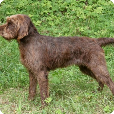 Photo of Pudelpointer