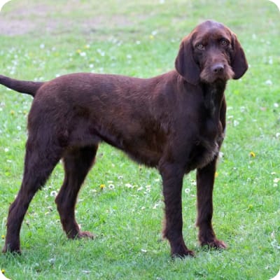 Photo of Pudelpointer