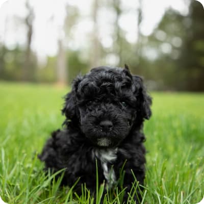 Photo of Mini Aussiedoodle