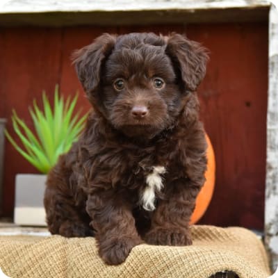 Photo of Mini Aussiedoodle