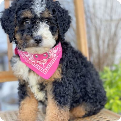 Photo of Mini Bernedoodle