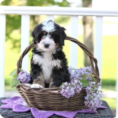 Photo of Mini Bernedoodle