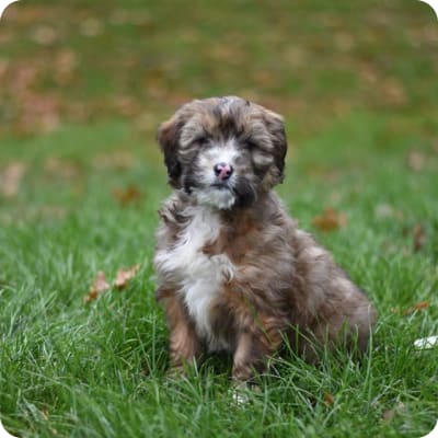 Photo of Mini Bernedoodle