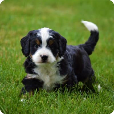 Photo of Mini Bernedoodle