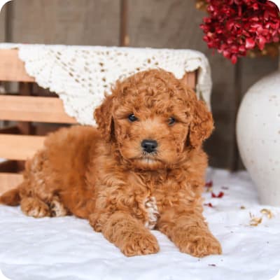 Photo of Mini Goldendoodle