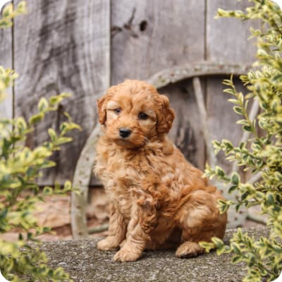 Photo of Mini Labradoodle