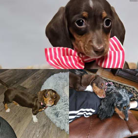 Puppy from testimonial by Deborah Murray.