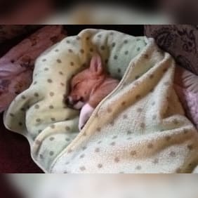 Puppy from testimonial by .