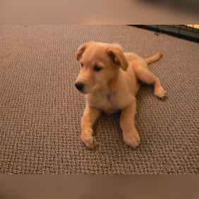 Puppy from testimonial by .
