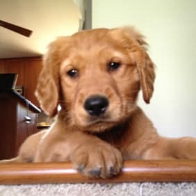 Puppy from testimonial by .
