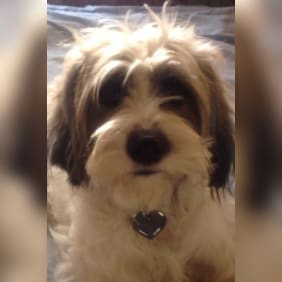 Puppy from testimonial by Anonymous.