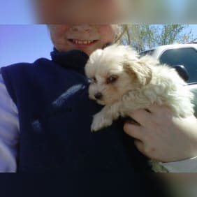 Puppy from testimonial by .