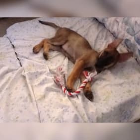 Puppy from testimonial by .
