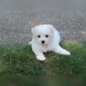 Puppy from testimonial by .