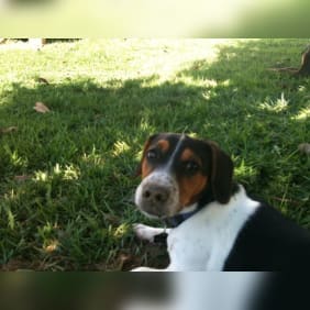 Puppy from testimonial by .