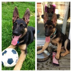 Puppy from testimonial by .