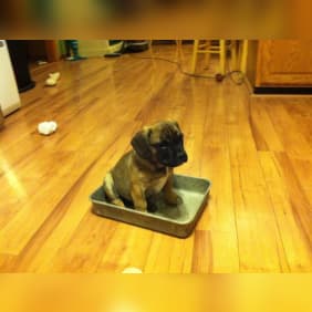 Puppy from testimonial by .