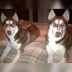 Puppy from testimonial by .