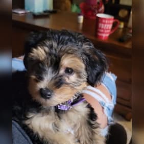 Puppy from testimonial by Mary Morehouse.