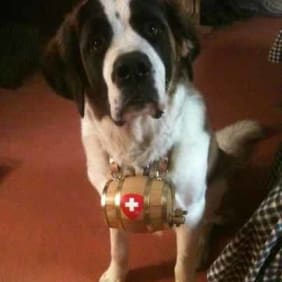Puppy from testimonial by .