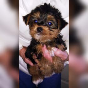 Puppy from testimonial by .