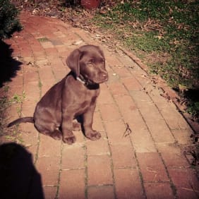 Puppy from testimonial by .