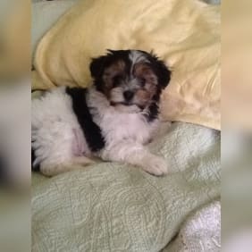 Puppy from testimonial by .